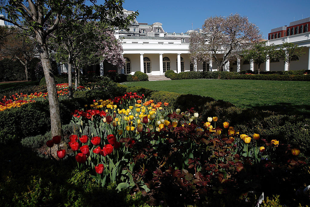 WASHINGTON, DC - APRIL 16:  Flowers bloom in the Rose Garden outside the West Wing of the White House on April 16, 2015 in Washington, DC.  Spring flowers, including cherry blossoms, are a popular attraction in Washington every Spring. (Photo by Win McNamee/Getty Images)